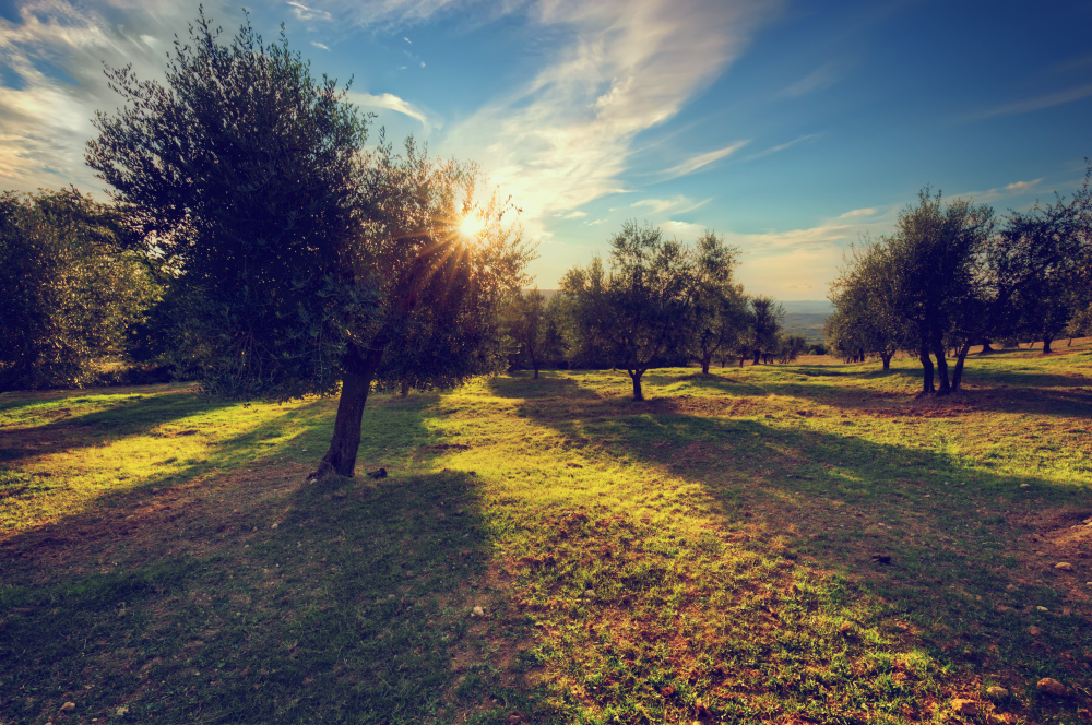 Sustainable high-density olive groves, an efficient production system