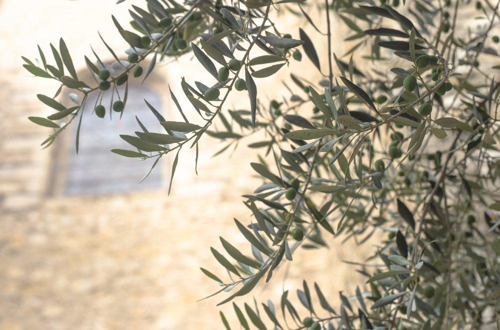 Sustainable olive grove management reduces soil erosion by 80%.