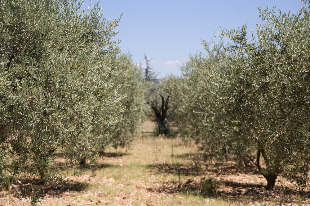 The Spanish olive grove, an example of sustainable cultivation