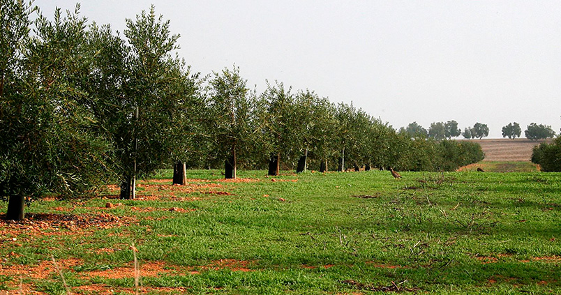 Sequestering carbon is equivalent to 350 euros per hectare of olive grove.